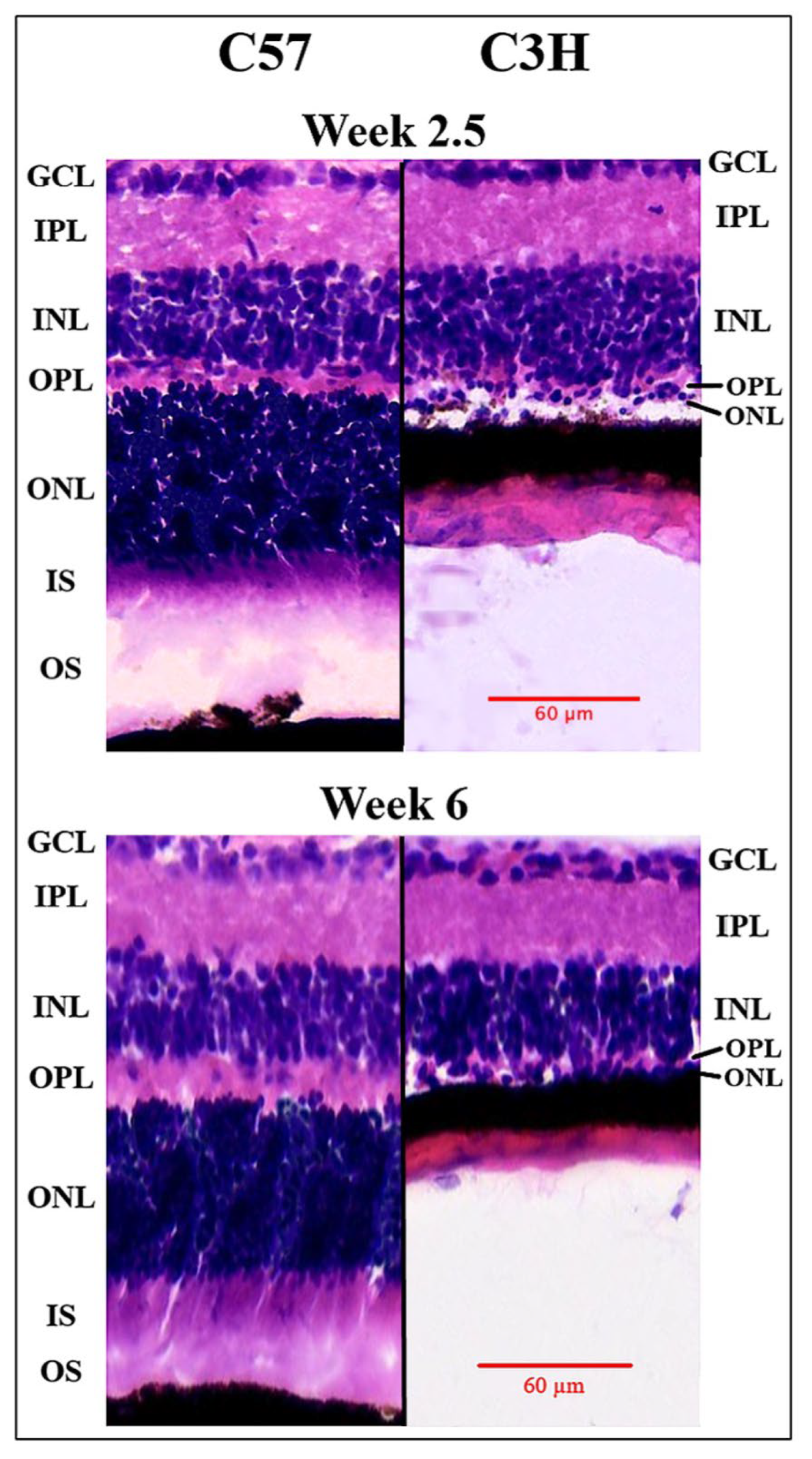 Applsci 15 05486 g002 Applsci 15 05486 g002
