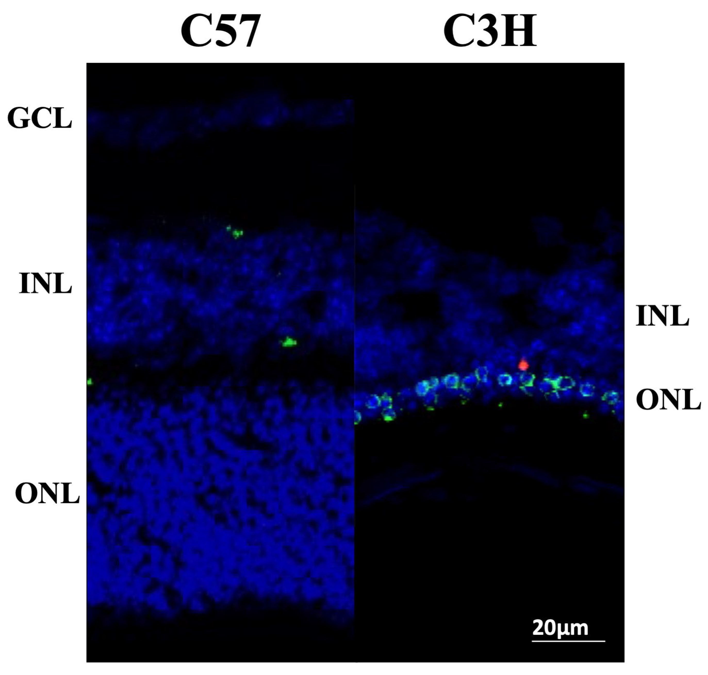 Applsci 15 05486 g005 Applsci 15 05486 g005
