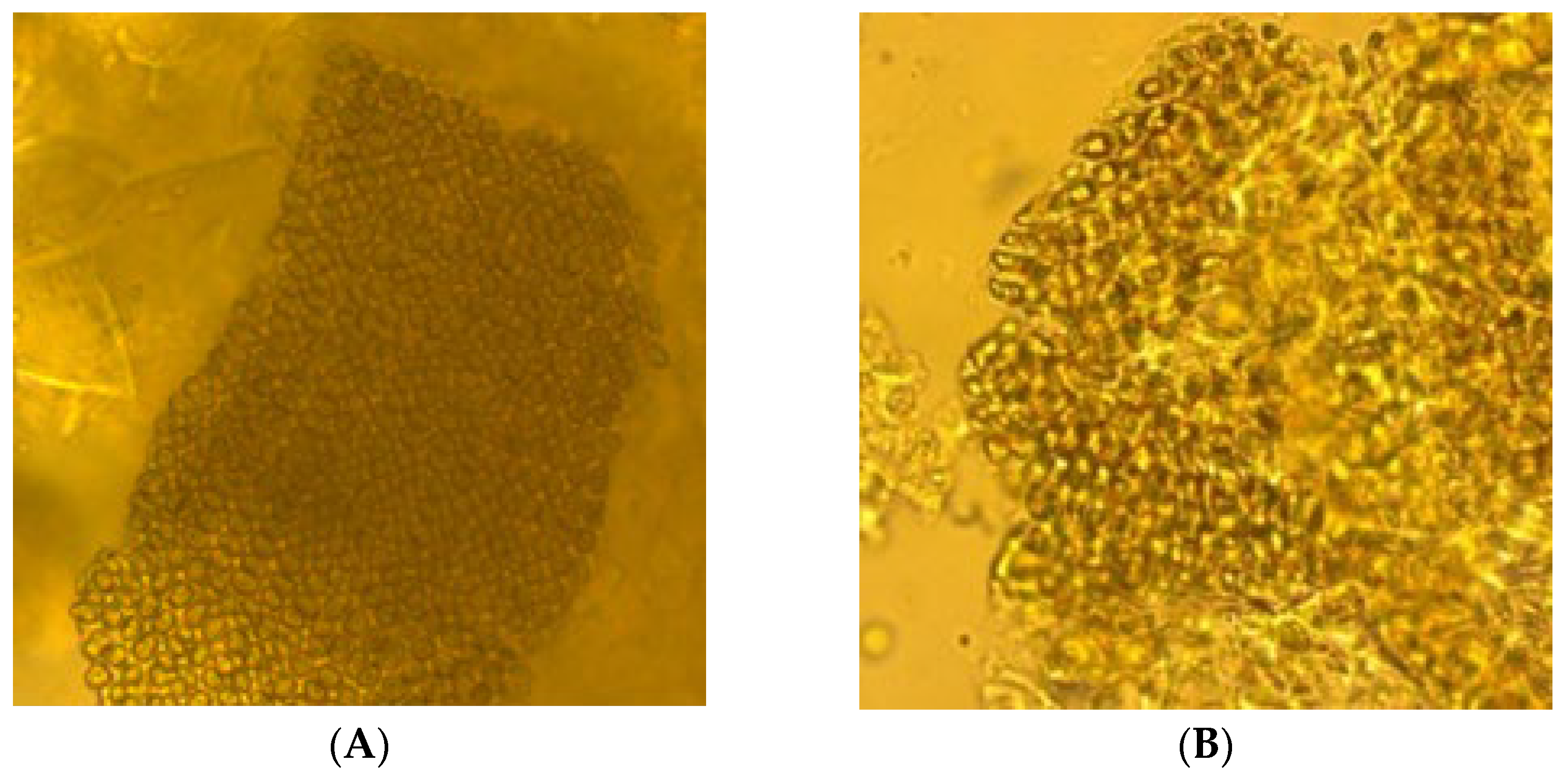 Applsci 15 05745 g002