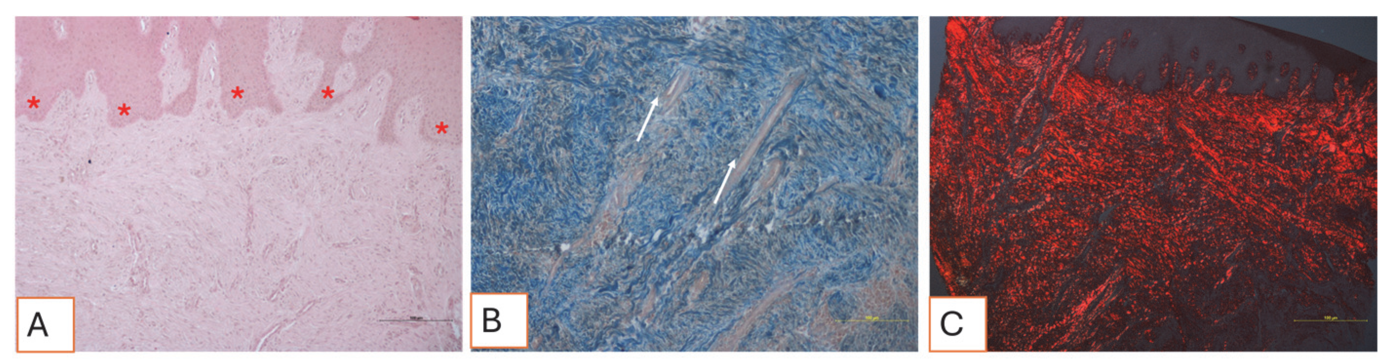 Applsci 15 06344 g013