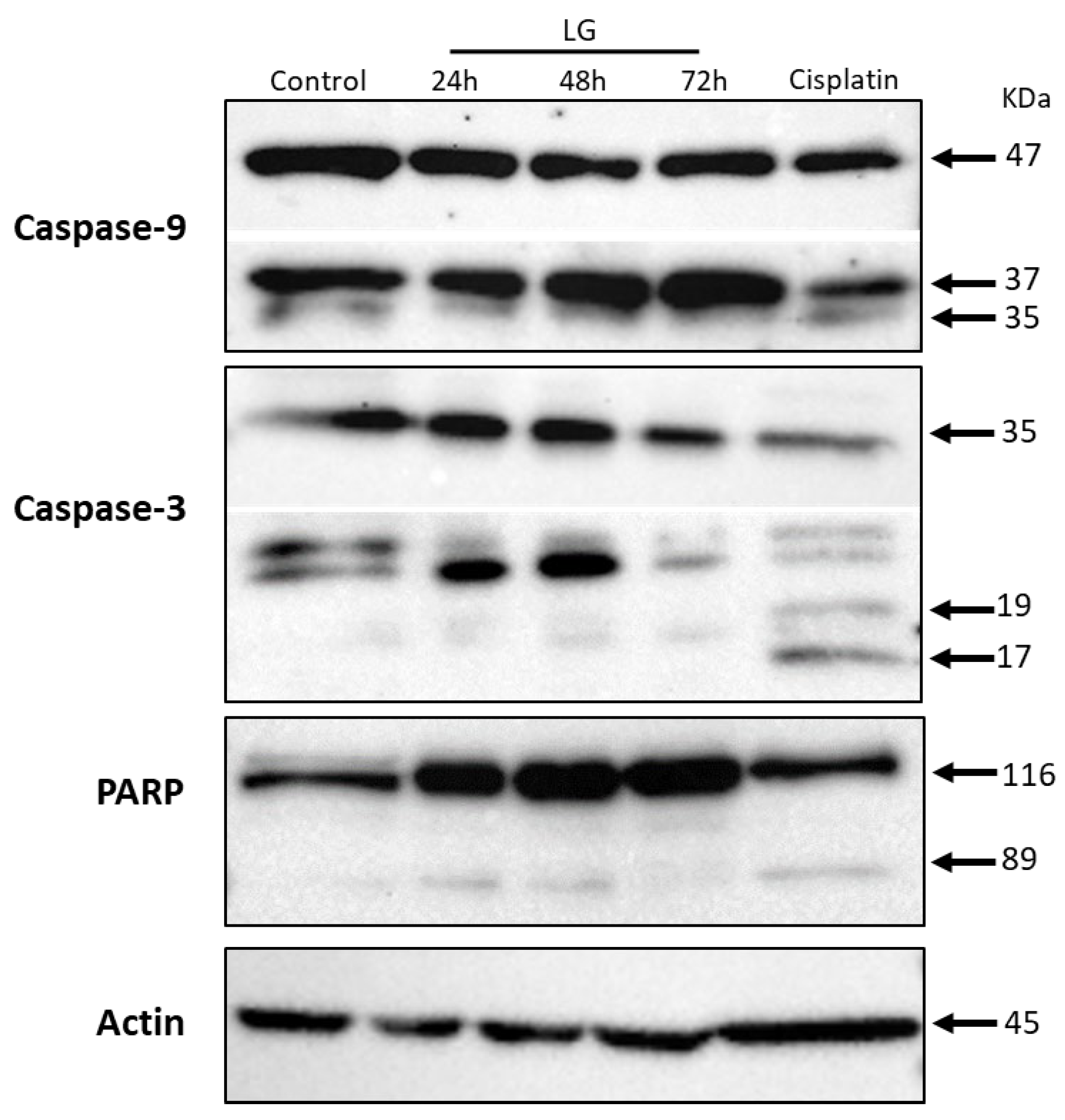 Applsci 15 06393 g004