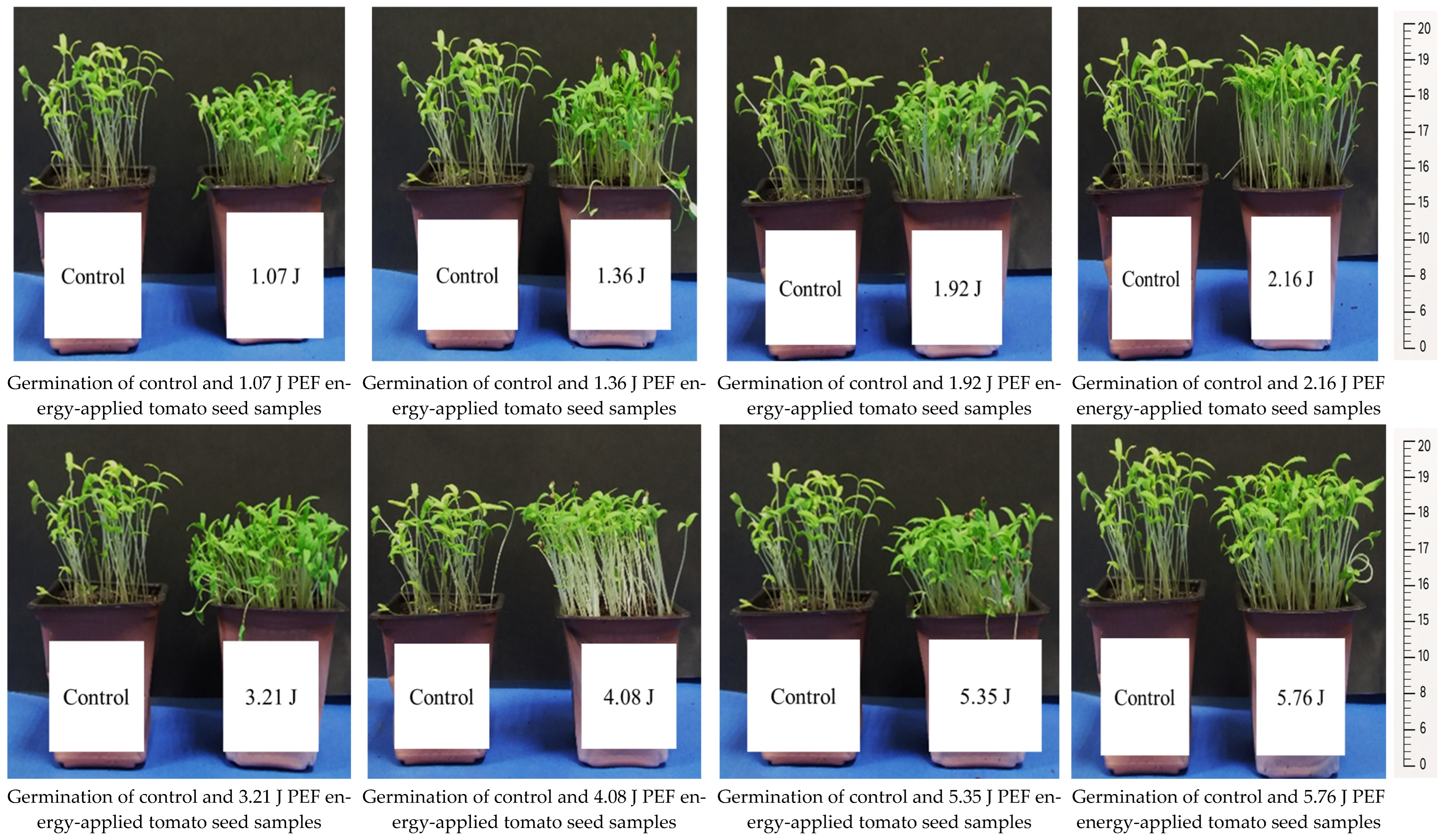 Applsci 15 06447 g001a