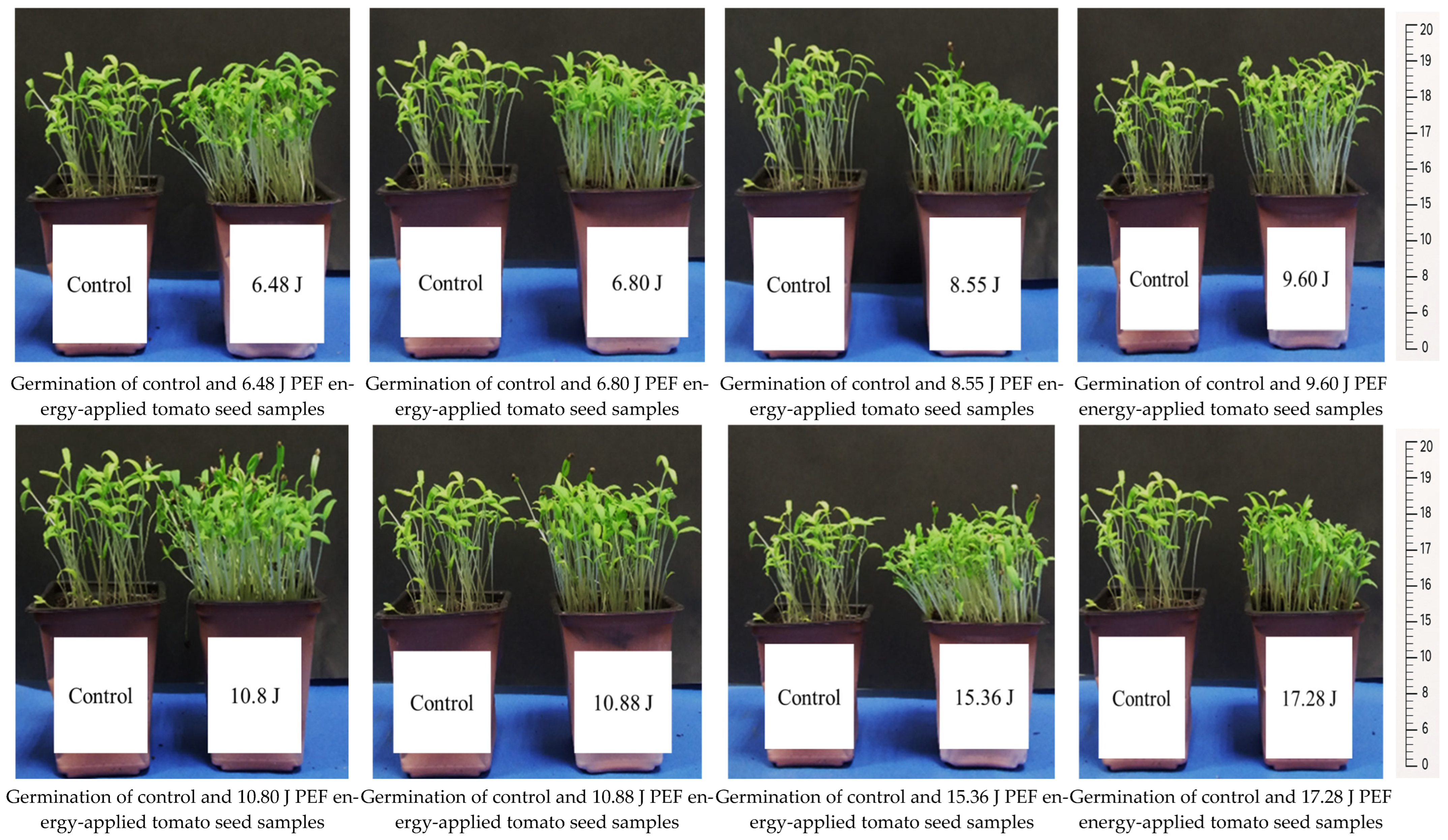 Applsci 15 06447 g001b