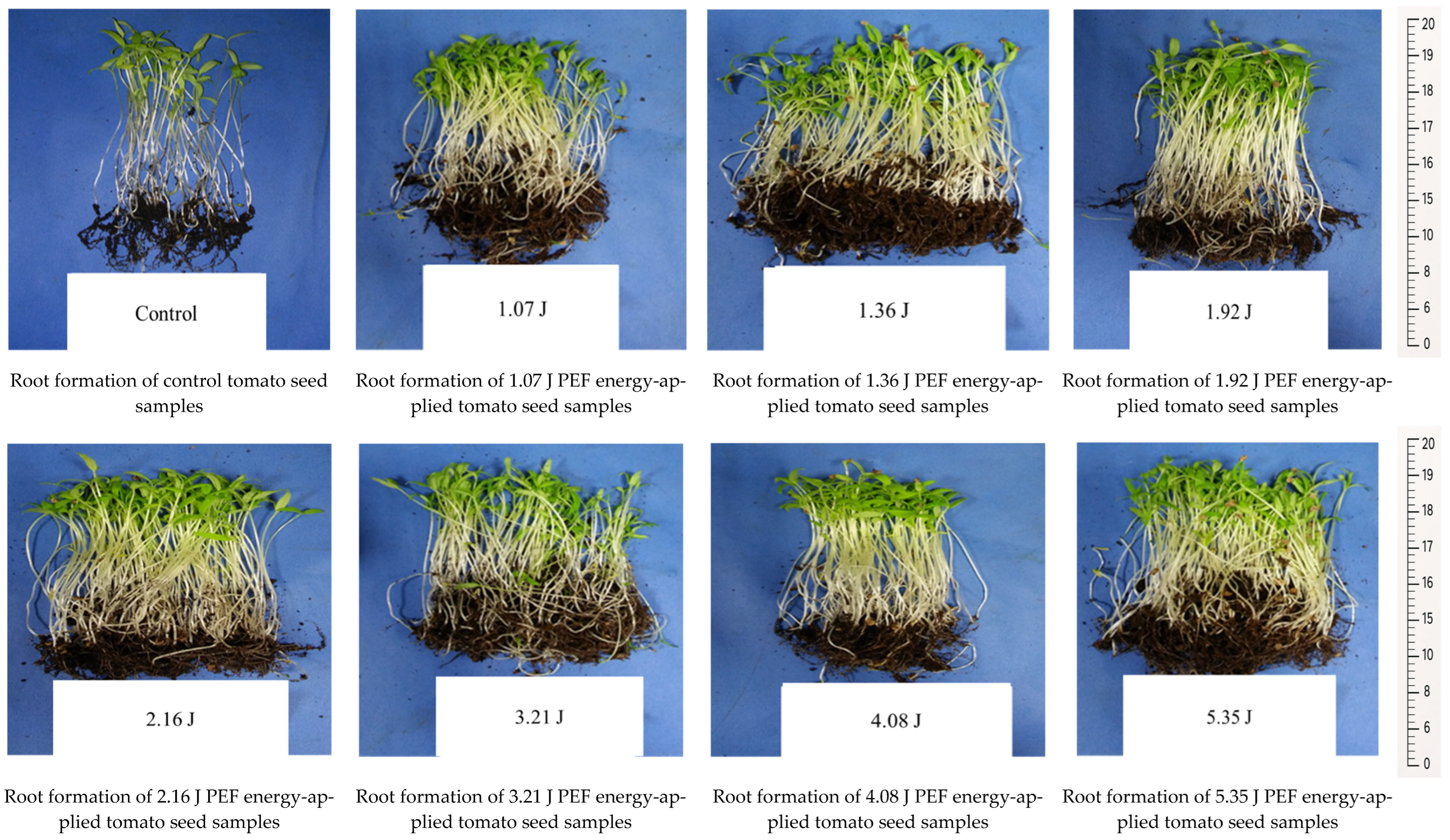 Applsci 15 06447 g002a