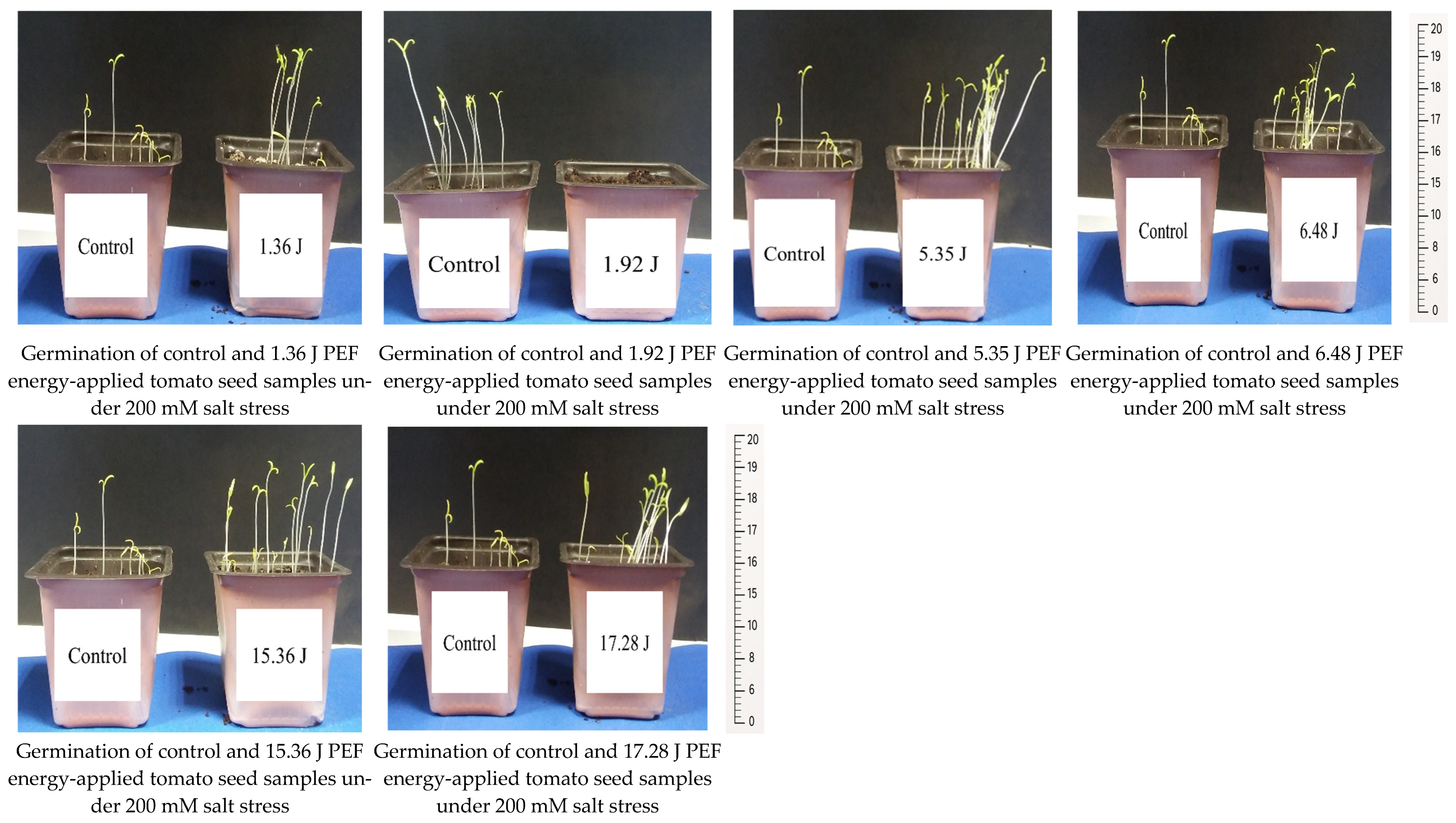 Applsci 15 06447 g004