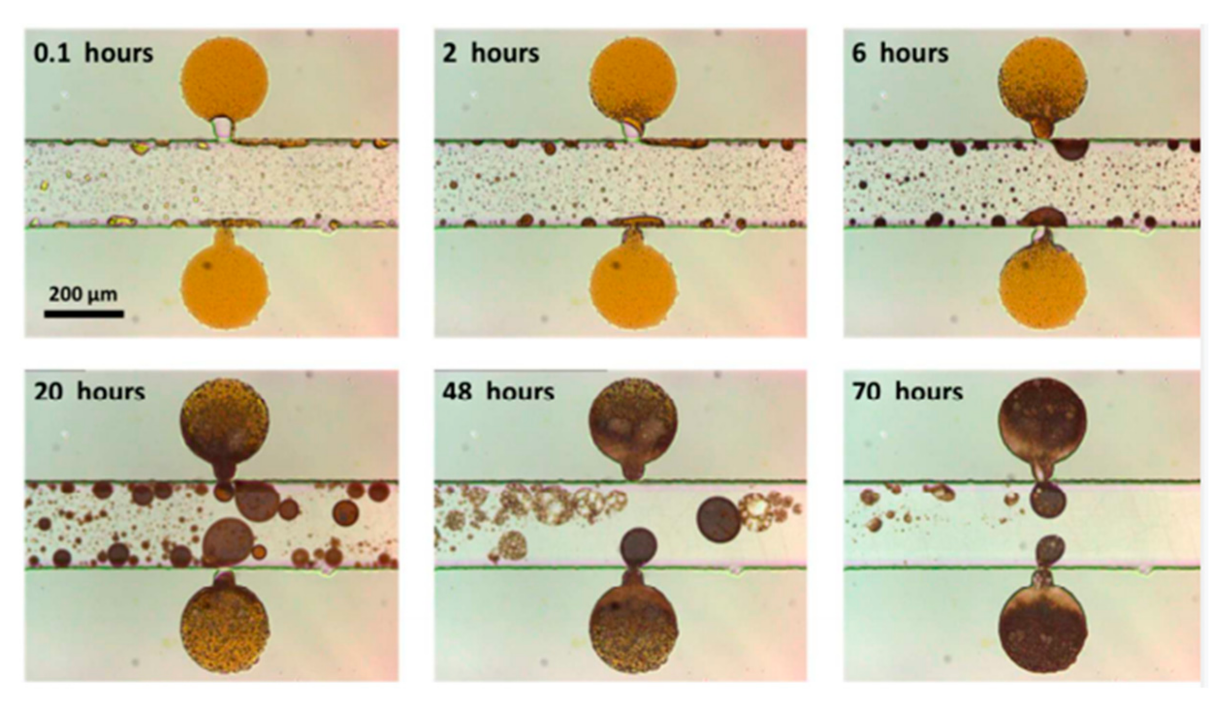 Applsci 15 06484 g007