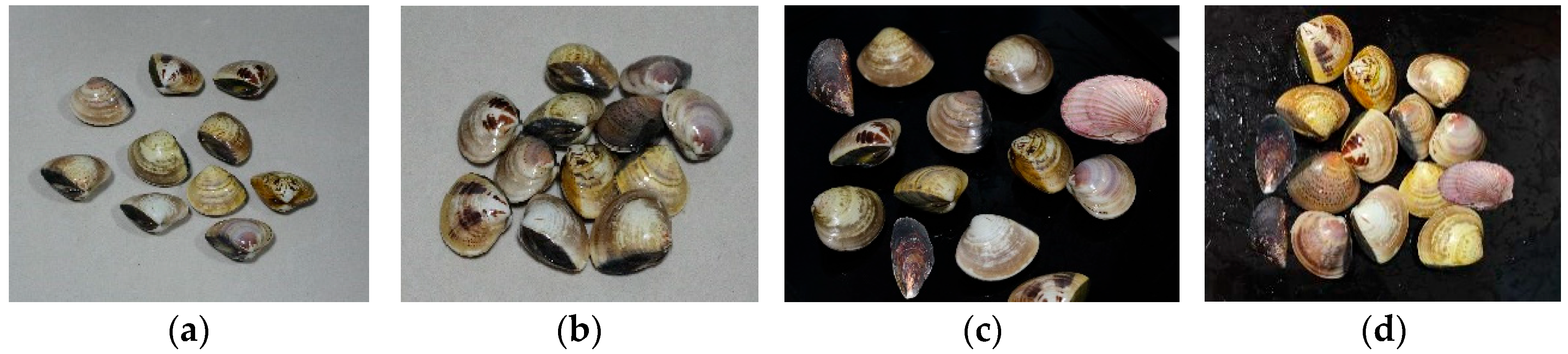 Applsci 15 06647 g001