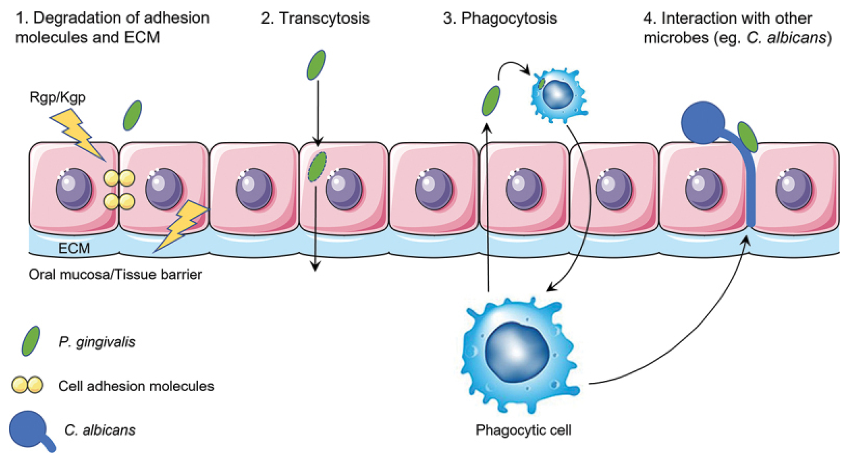 Applsci 15 06847 g004