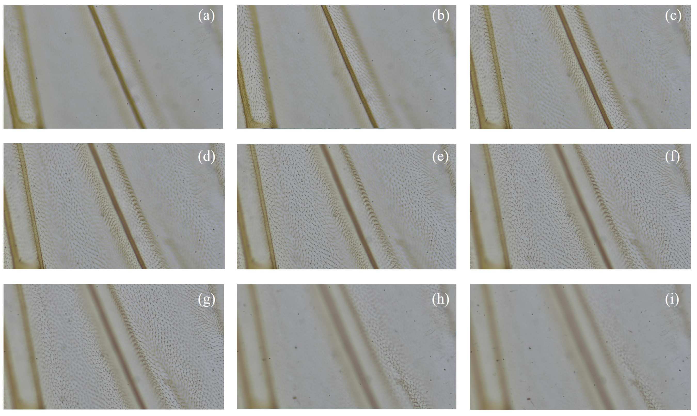 Applsci 15 06967 g008