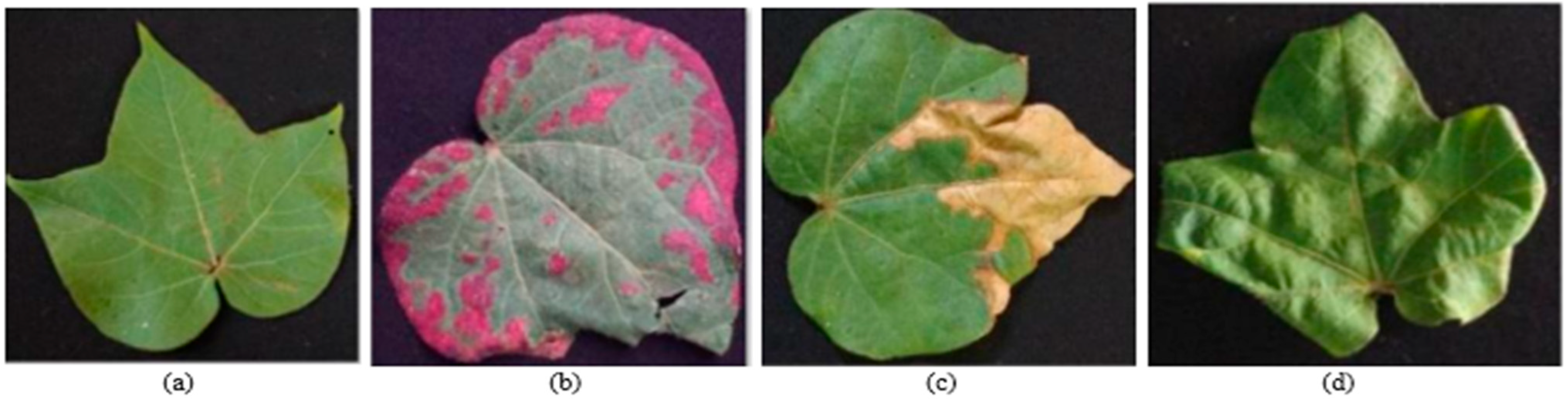 Applsci 15 07075 g001