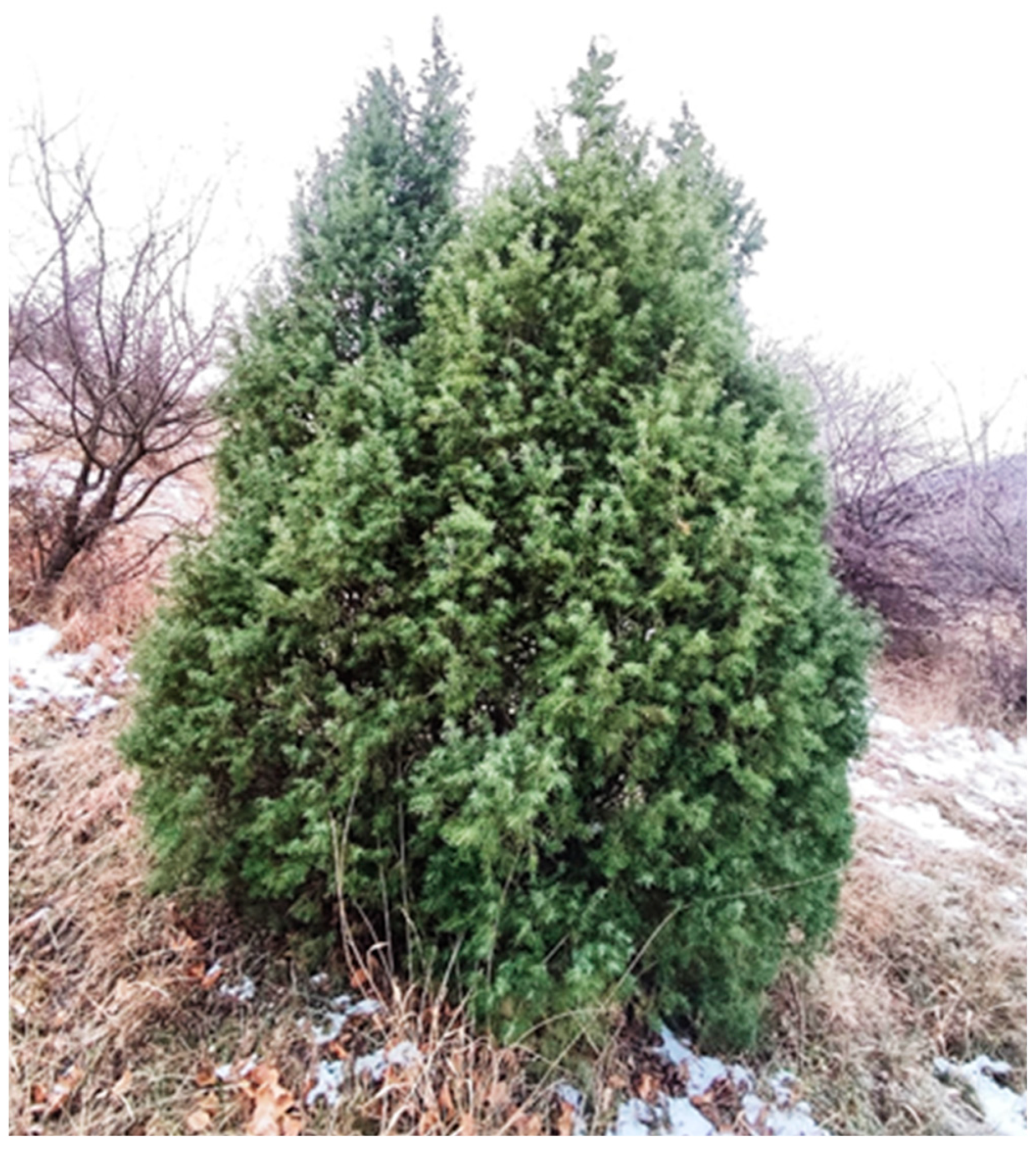 Applsci 15 07082 g001