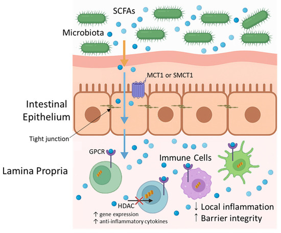 llo Frontiers | Carcinogenic mechanisms of virus-associated lymphoma