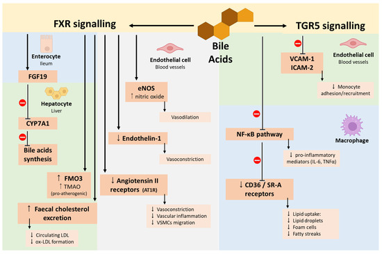 From Dysbiosis to Cardiovascular Disease: The Impact of Gut