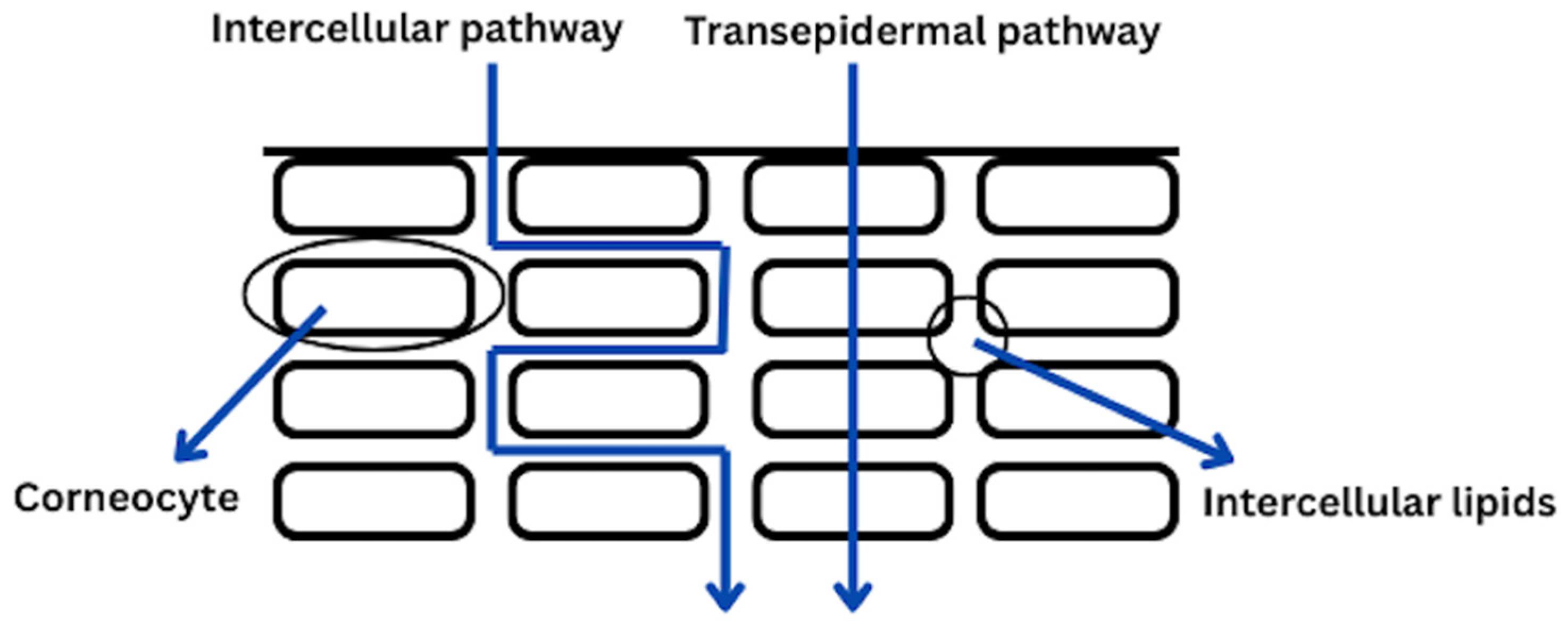 Targeted Delivery Strategies for Hydrophilic Phytochemicals
