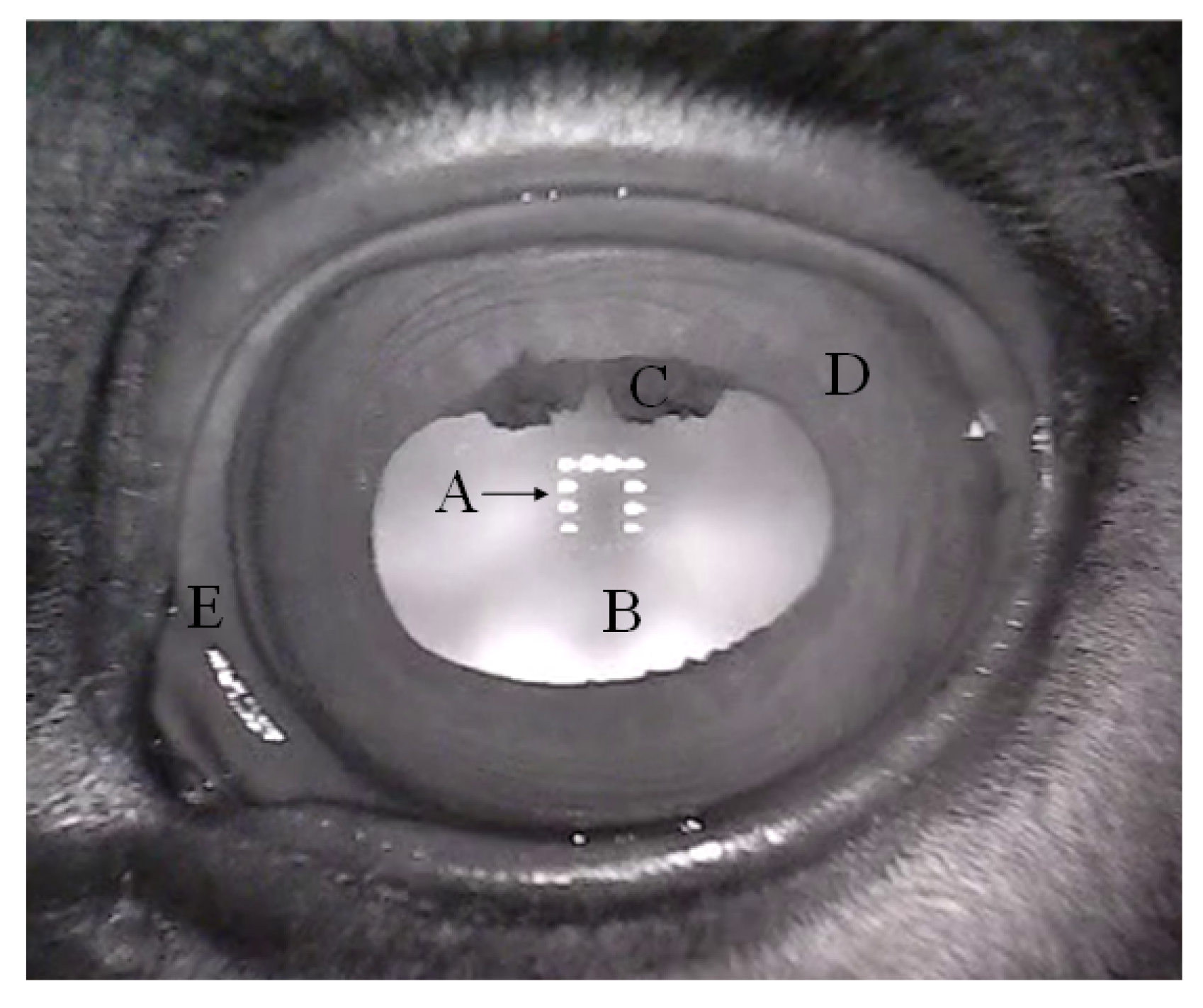 Applsci 15 07191 g001