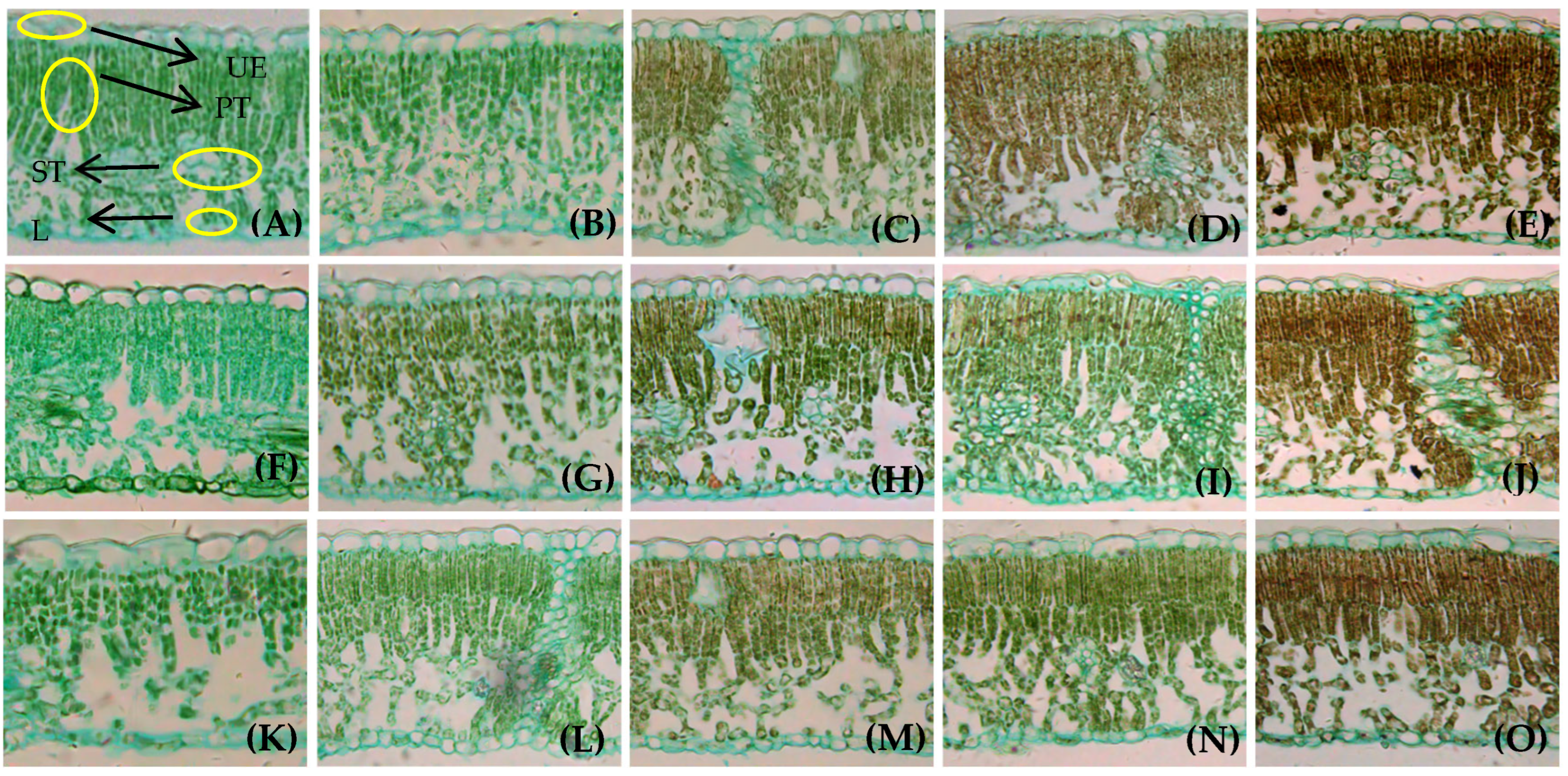 Applsci 15 07523 g003