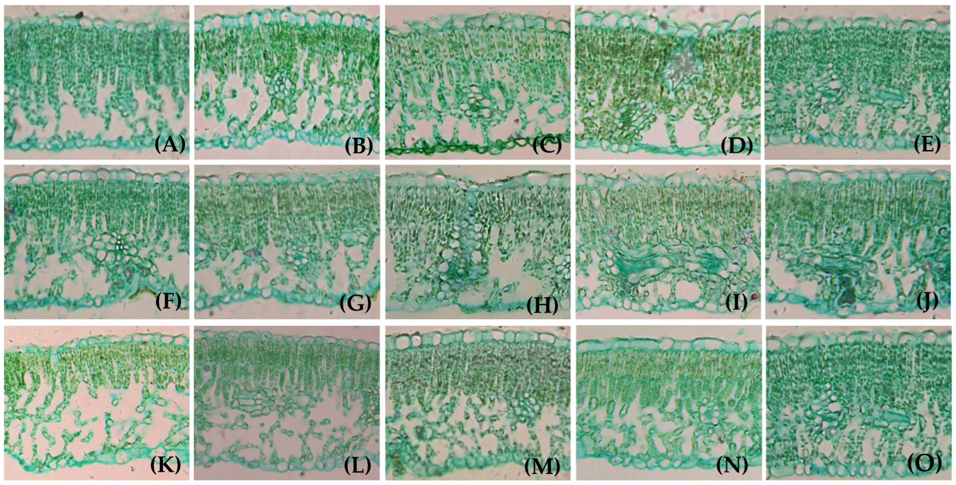 Applsci 15 07523 g004