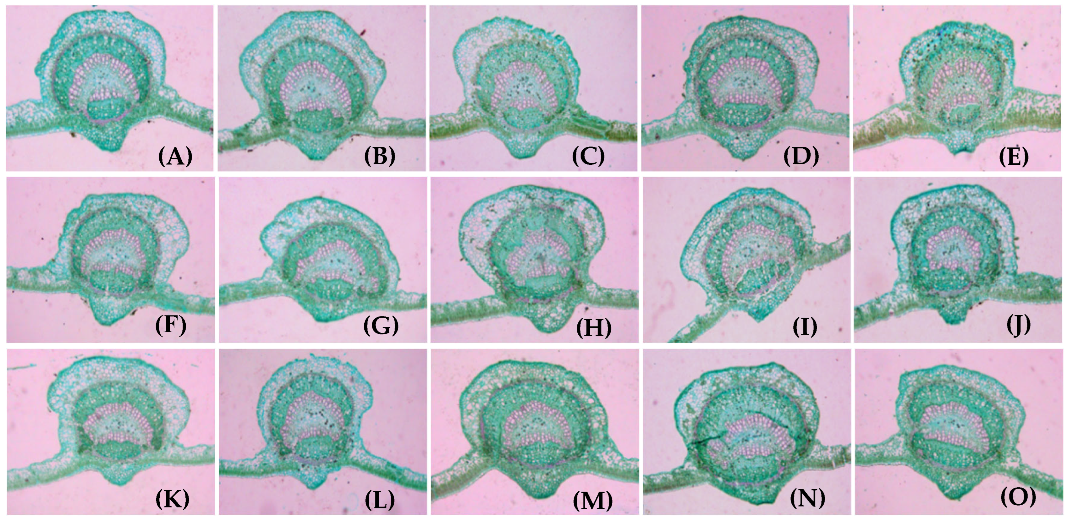 Applsci 15 07523 g005