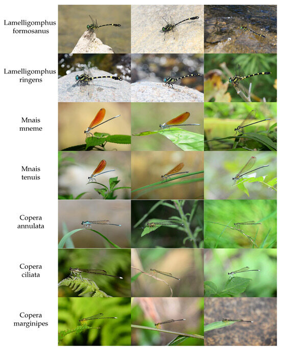 ★並級★KONICA コニカ Big mini BM-201@1592 Psychedelic dragonfly ED:3&frasl;5