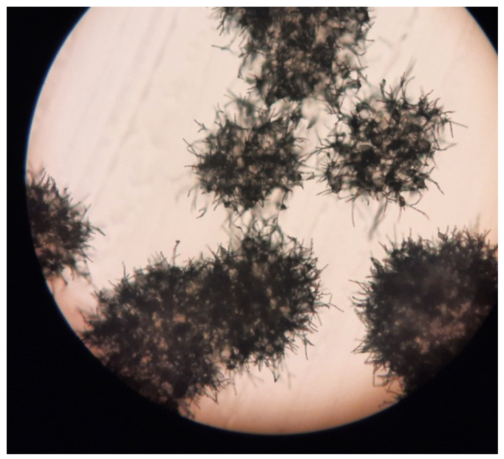 Applsci 15 07787 g009