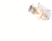 Applsci 15 07969 i007