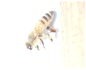 Applsci 15 07969 i009