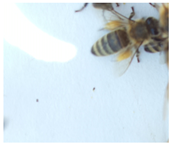 Applsci 15 07969 i029