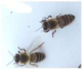 Applsci 15 07969 i030