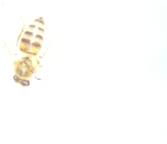 Applsci 15 07969 i031