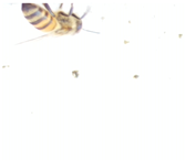 Applsci 15 07969 i033