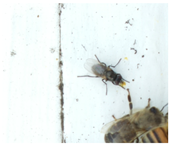 Applsci 15 07969 i038