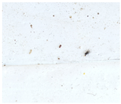 Applsci 15 07969 i039