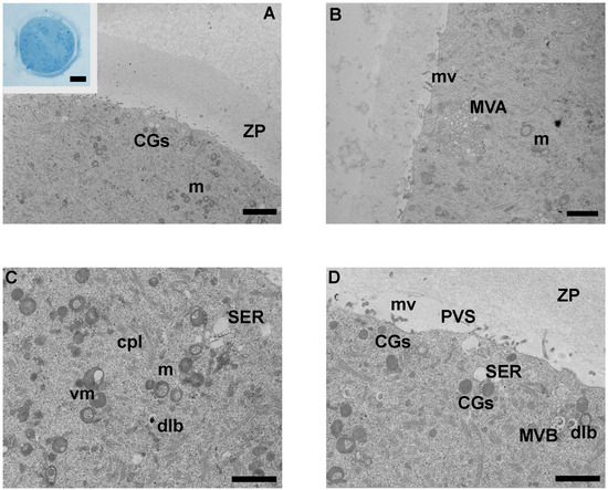 Concentration-Related Ultrastructural Alterations in Mouse Oocytes Following In Vitro Lindane Exposure
