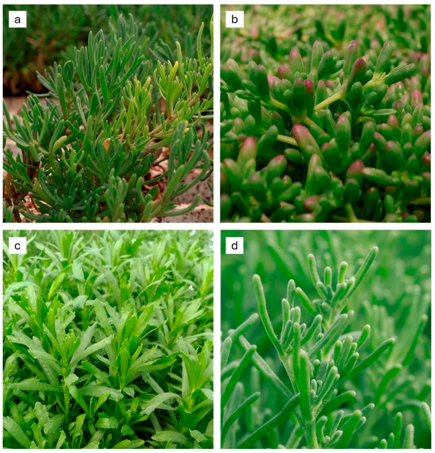 Applsci 15 08799 g001 Applsci 15 08799 g001