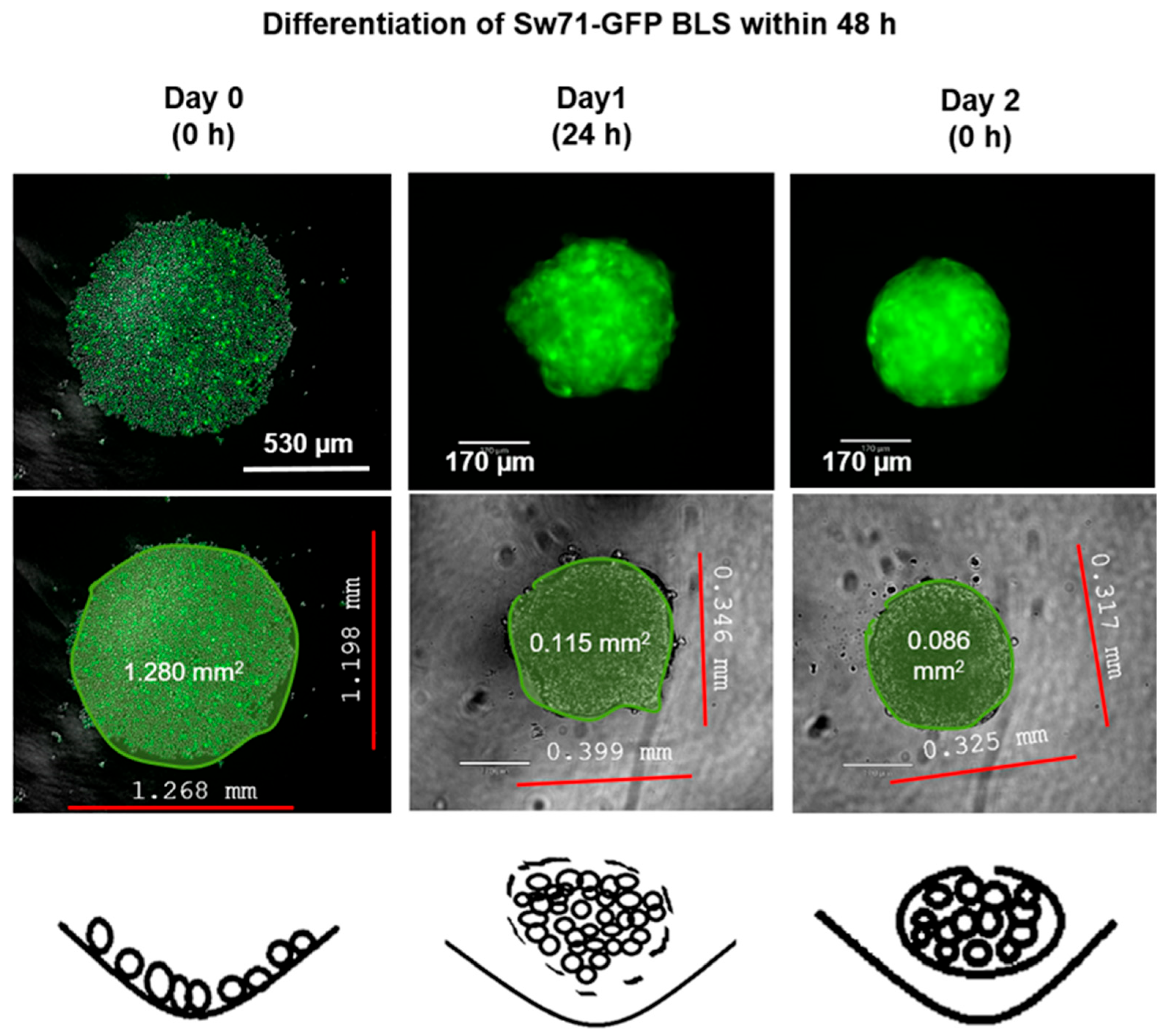 Applsci 15 08866 g002 Applsci 15 08866 g002