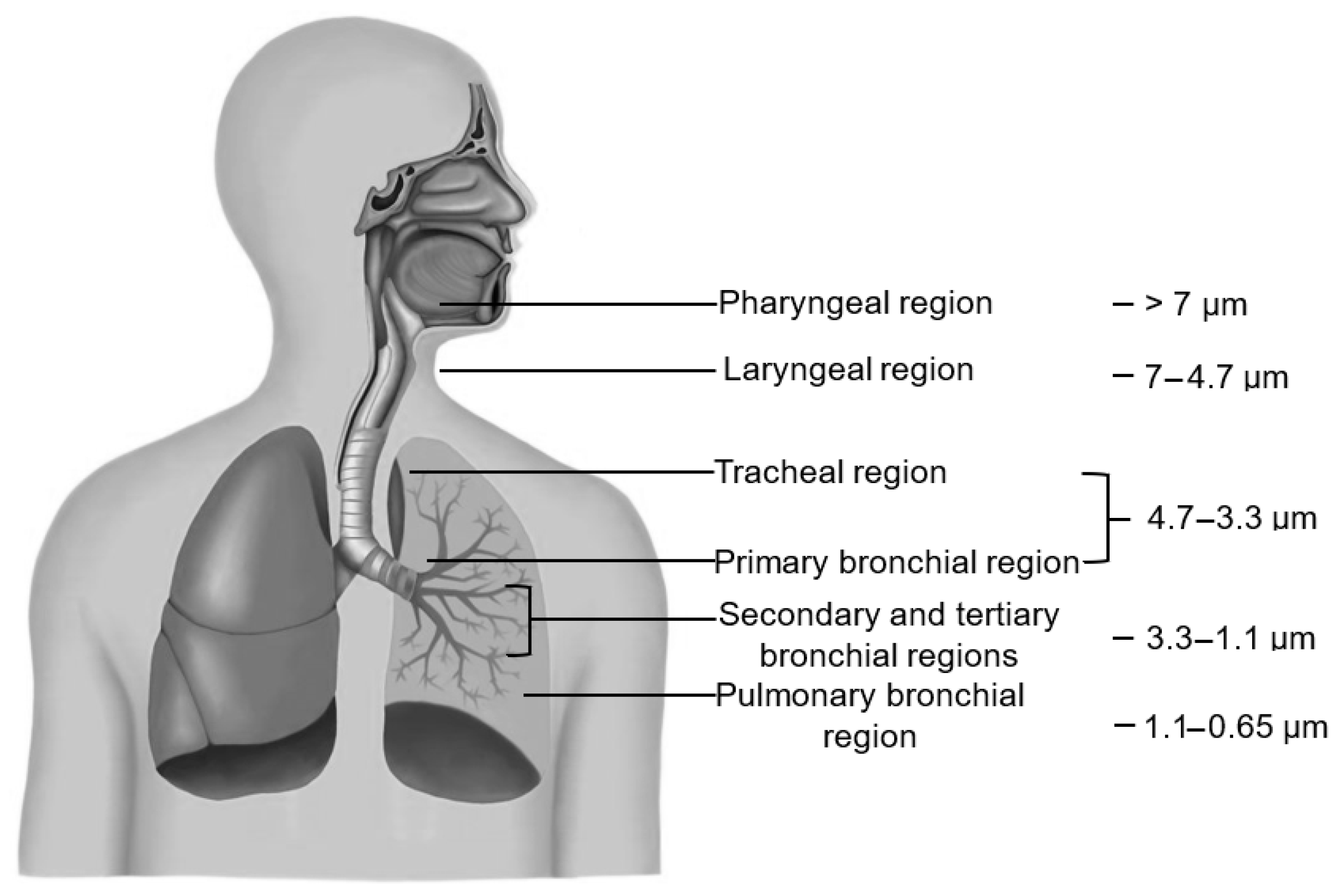 Applsci 15 08976 g001