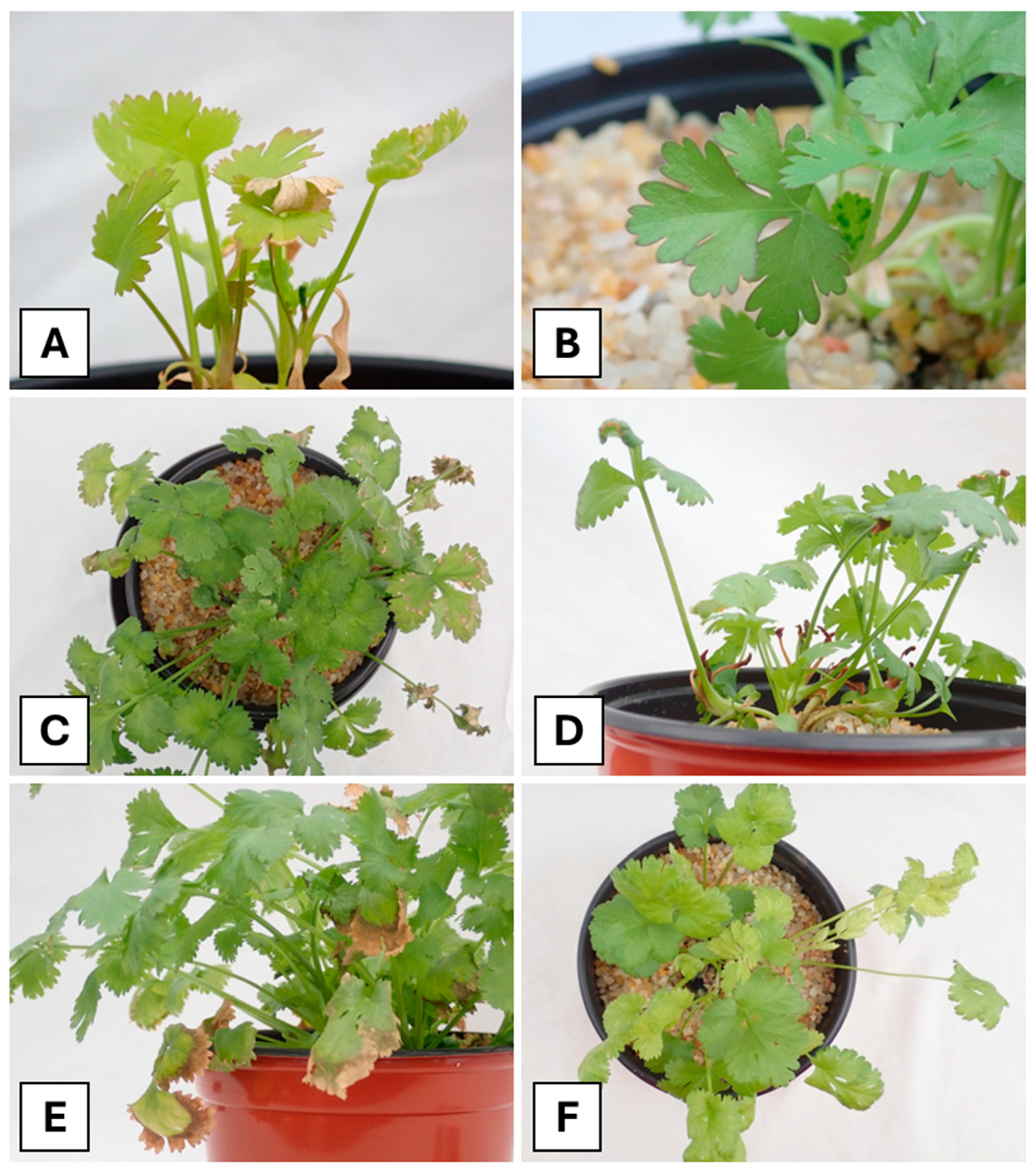 Applsci 15 09266 g001