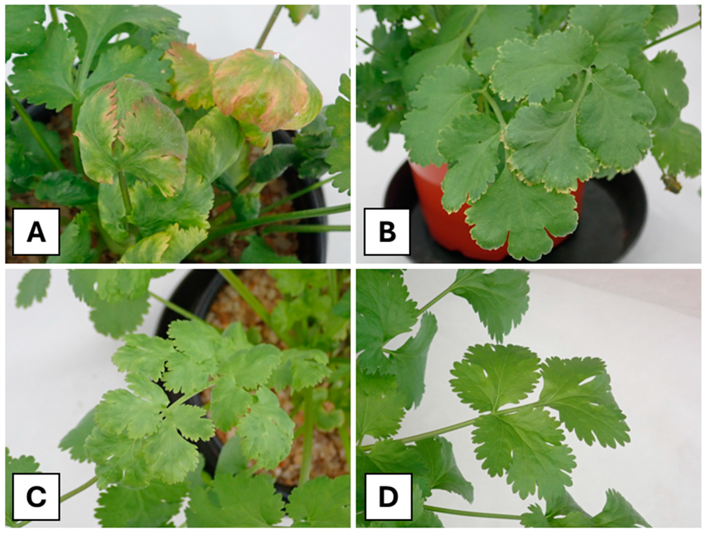 Applsci 15 09266 g005