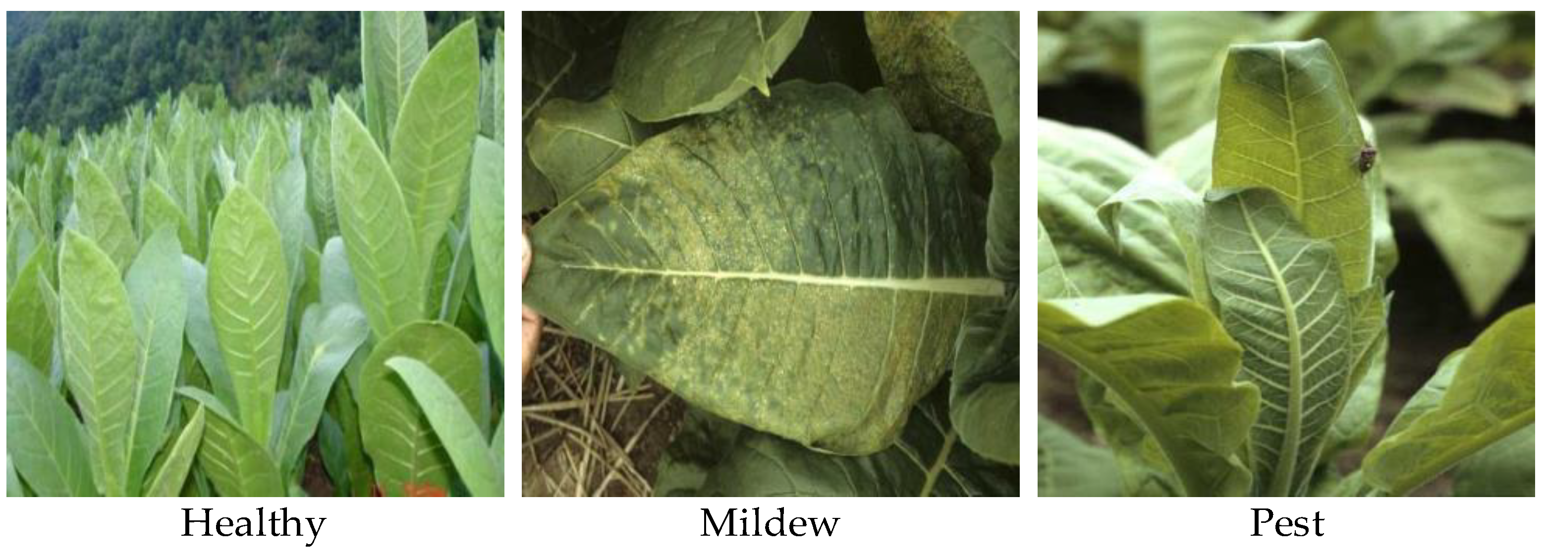 Applsci 15 09341 g001