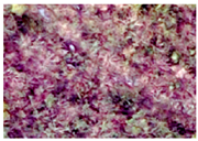 Applsci 15 09641 i014