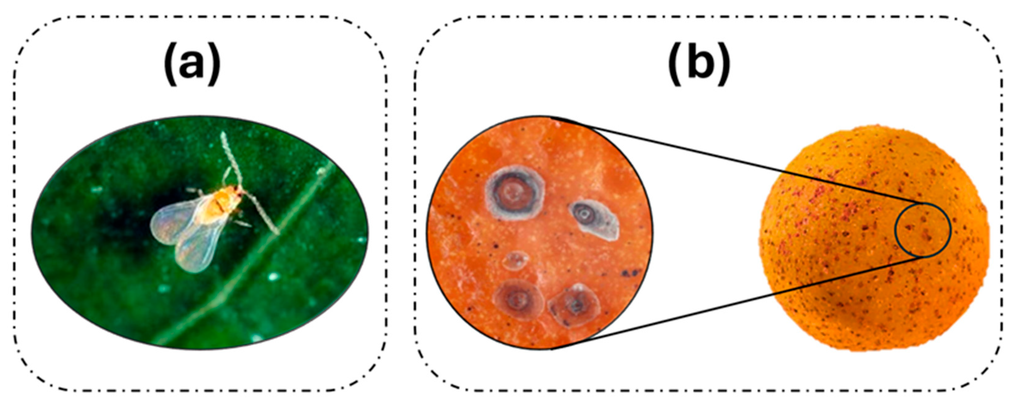 Applsci 15 09742 g001