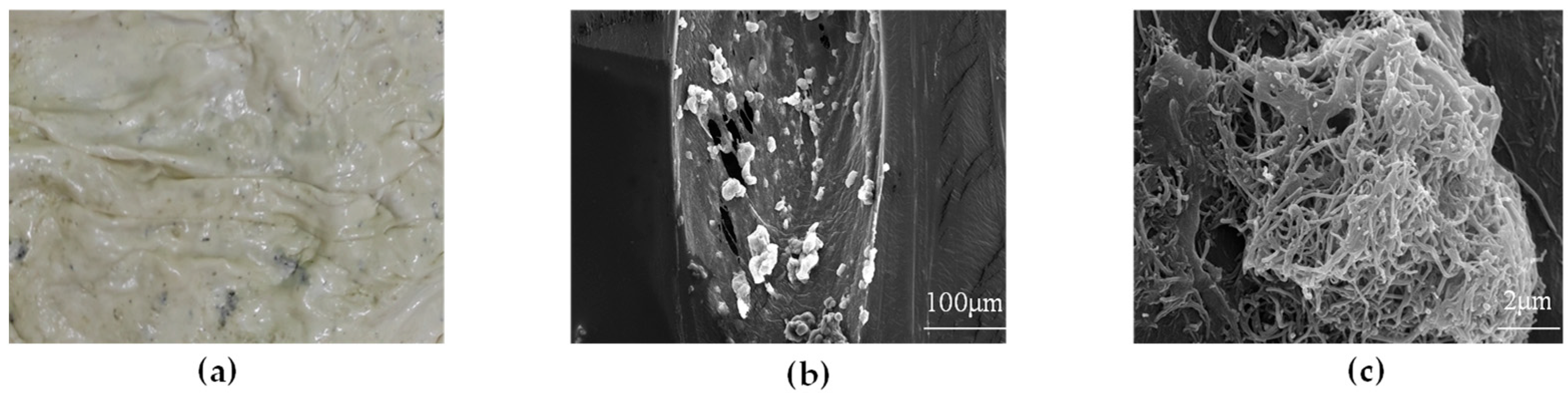 Applsci 15 10053 g002 Applsci 15 10053 g002