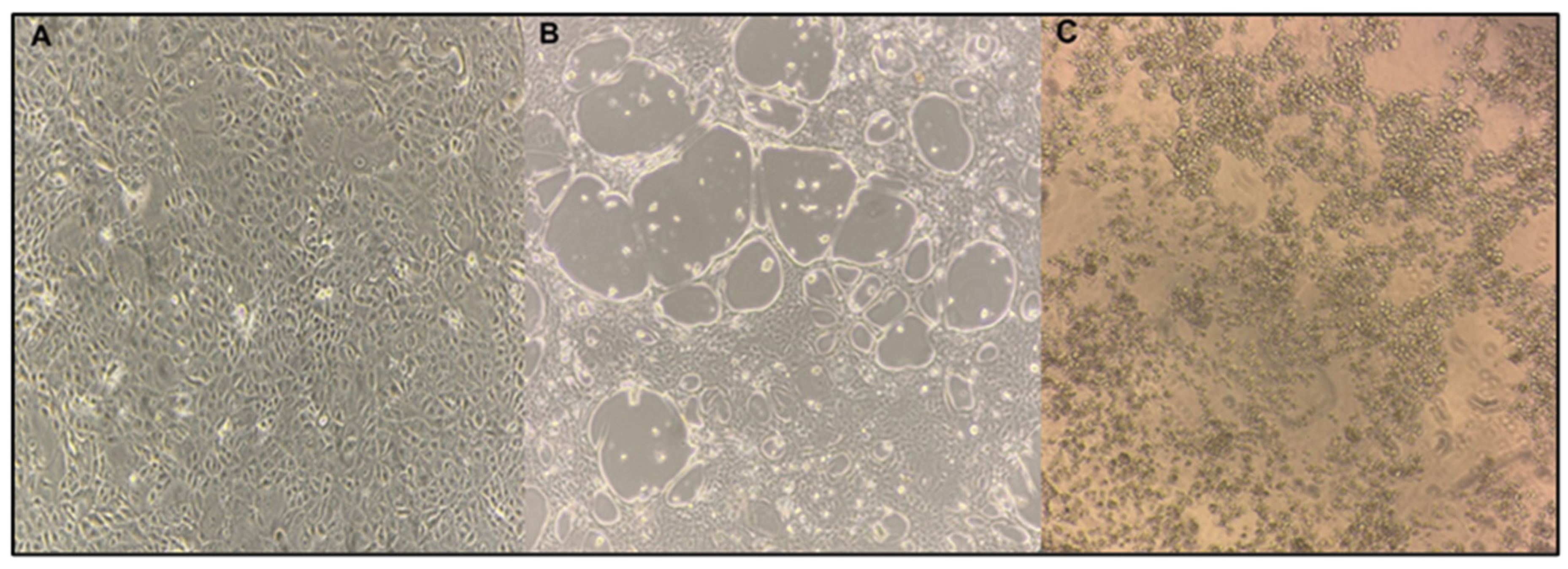 Applsci 15 10075 g001 Applsci 15 10075 g001