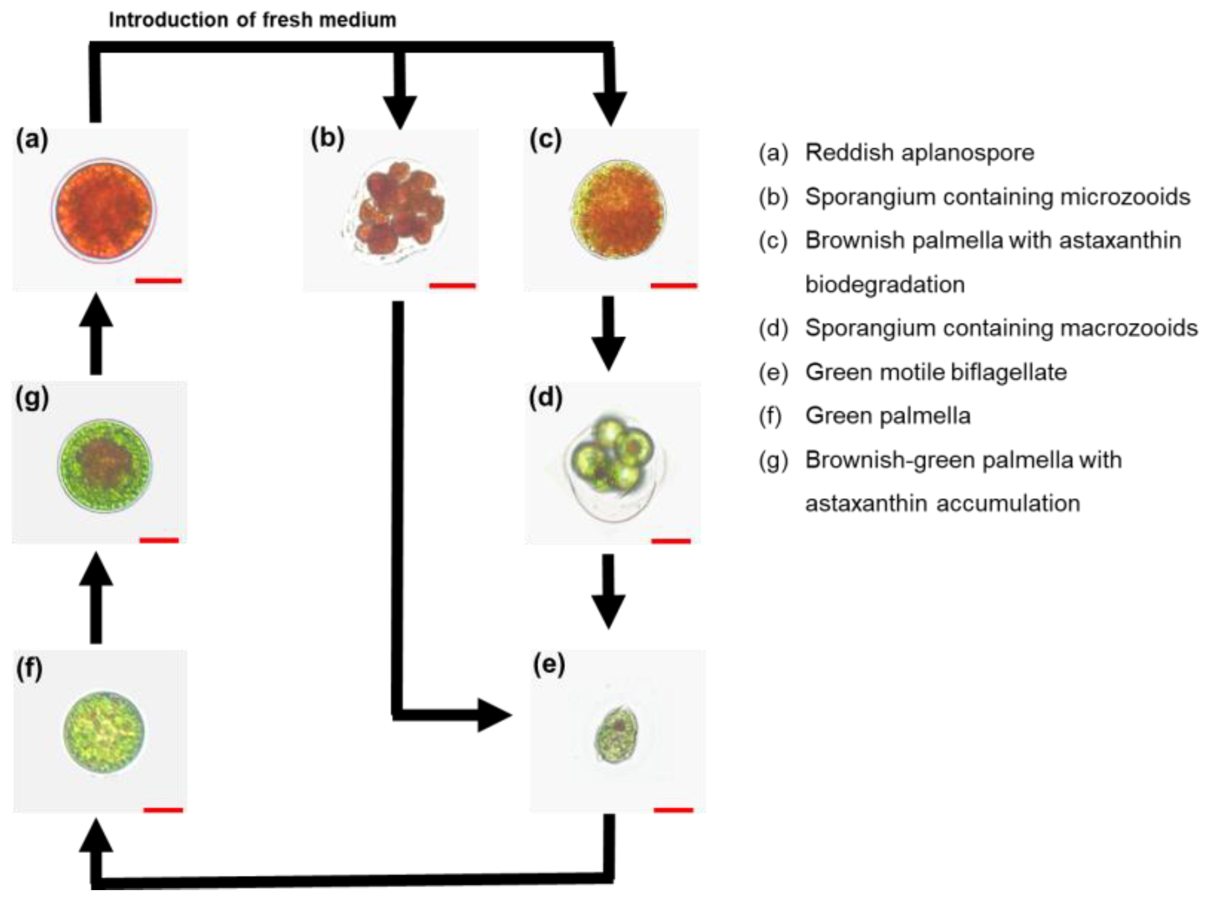Applsci 15 10136 g001 Applsci 15 10136 g001