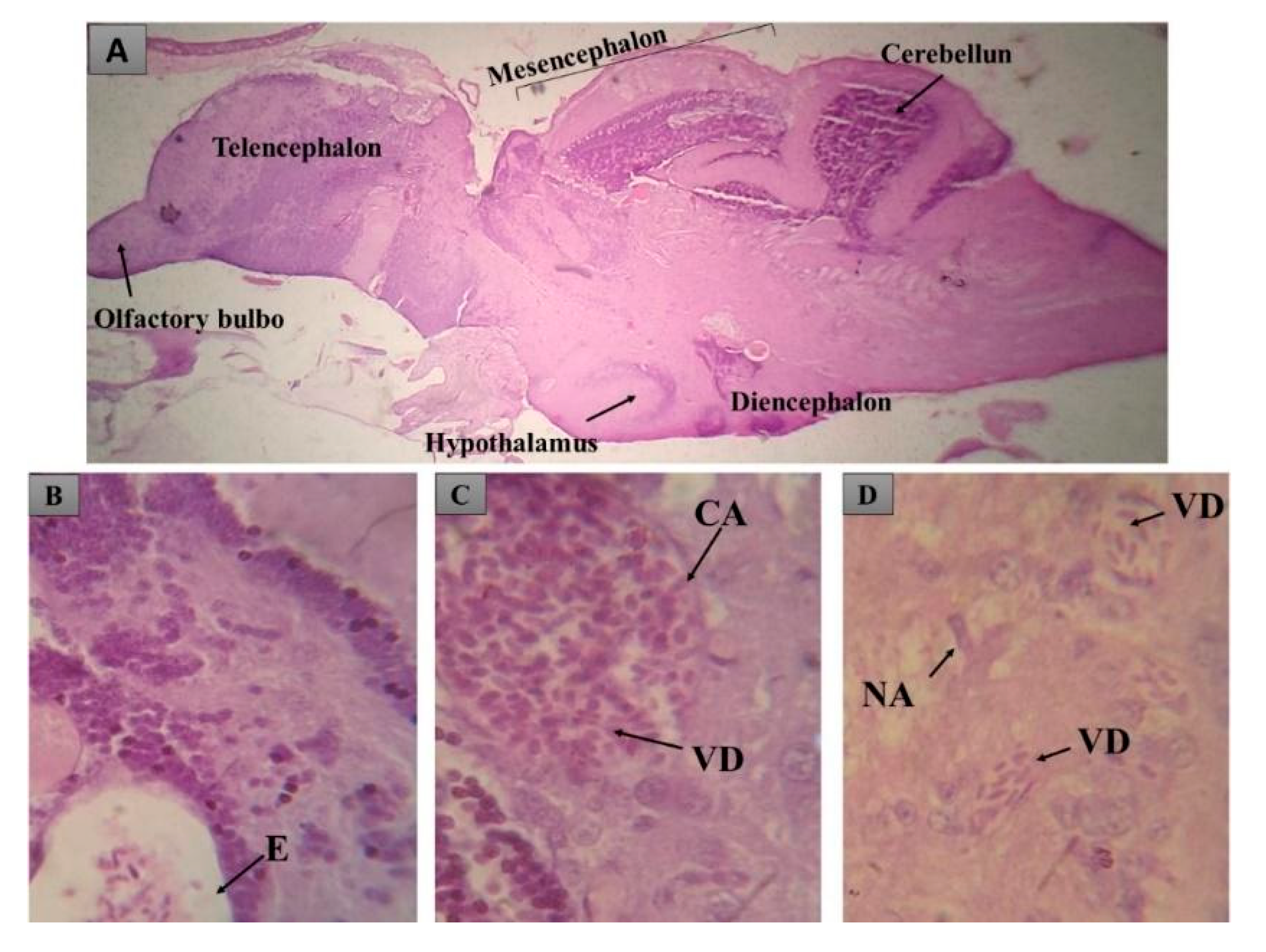 Applsci 15 10340 g014 Applsci 15 10340 g014