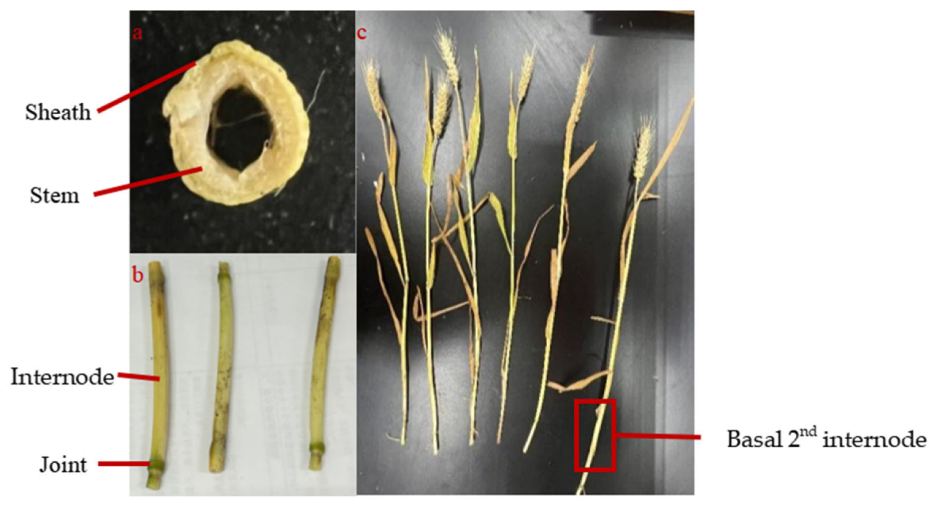 Applsci 15 10424 g001