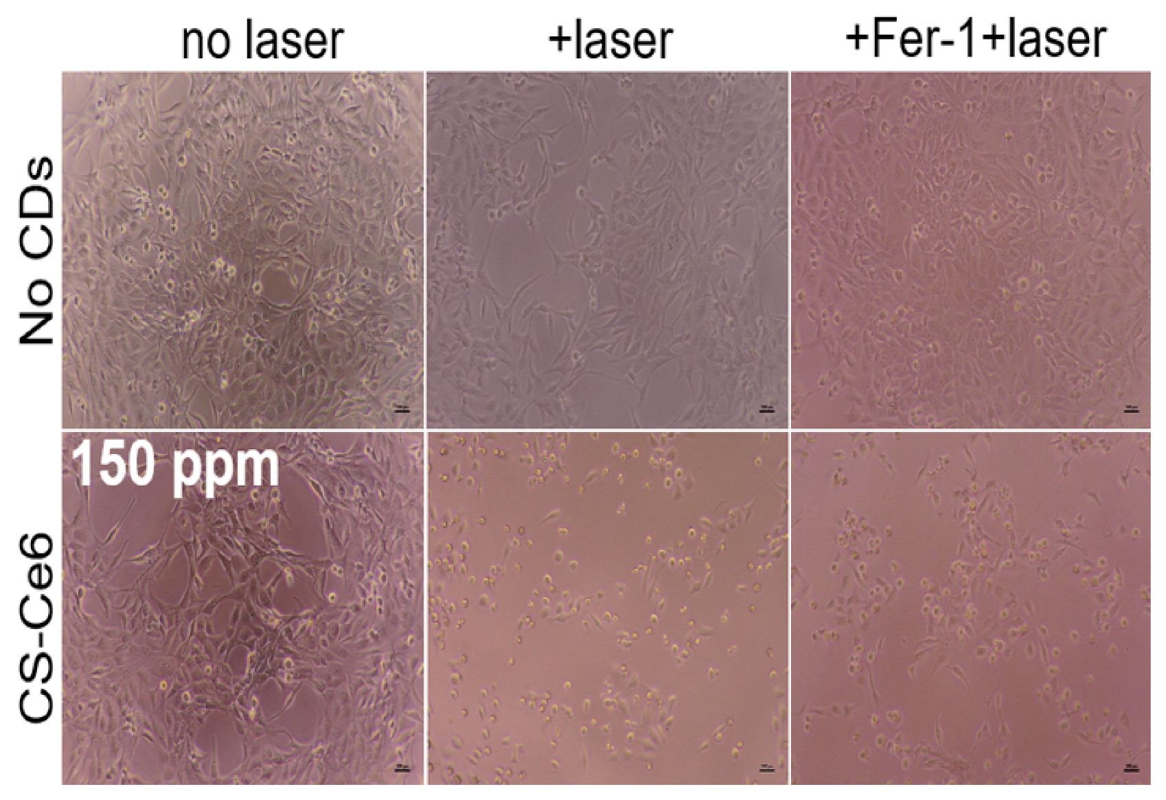 Applsci 15 10446 g007 Applsci 15 10446 g007