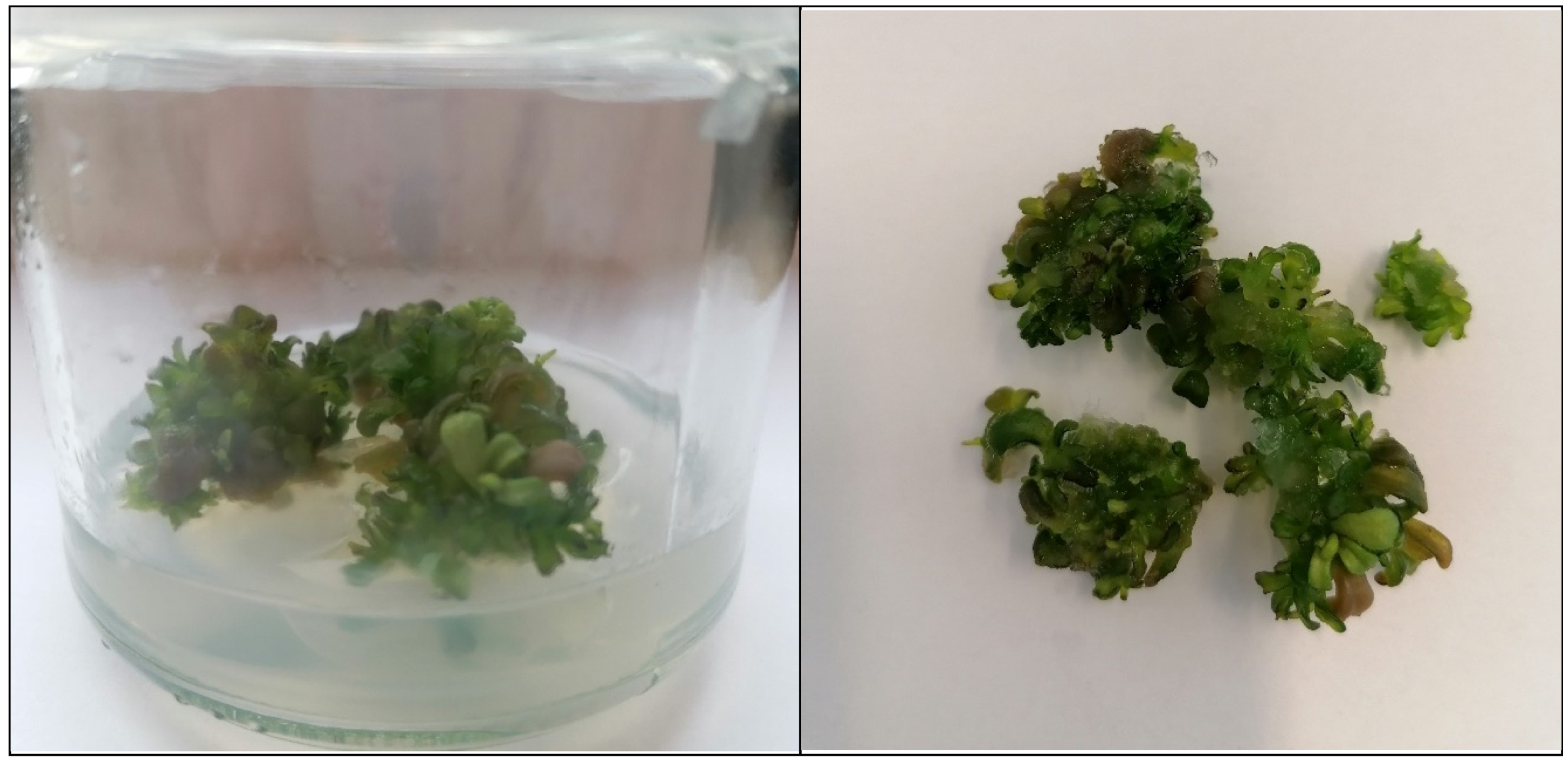 Applsci 15 10462 g002