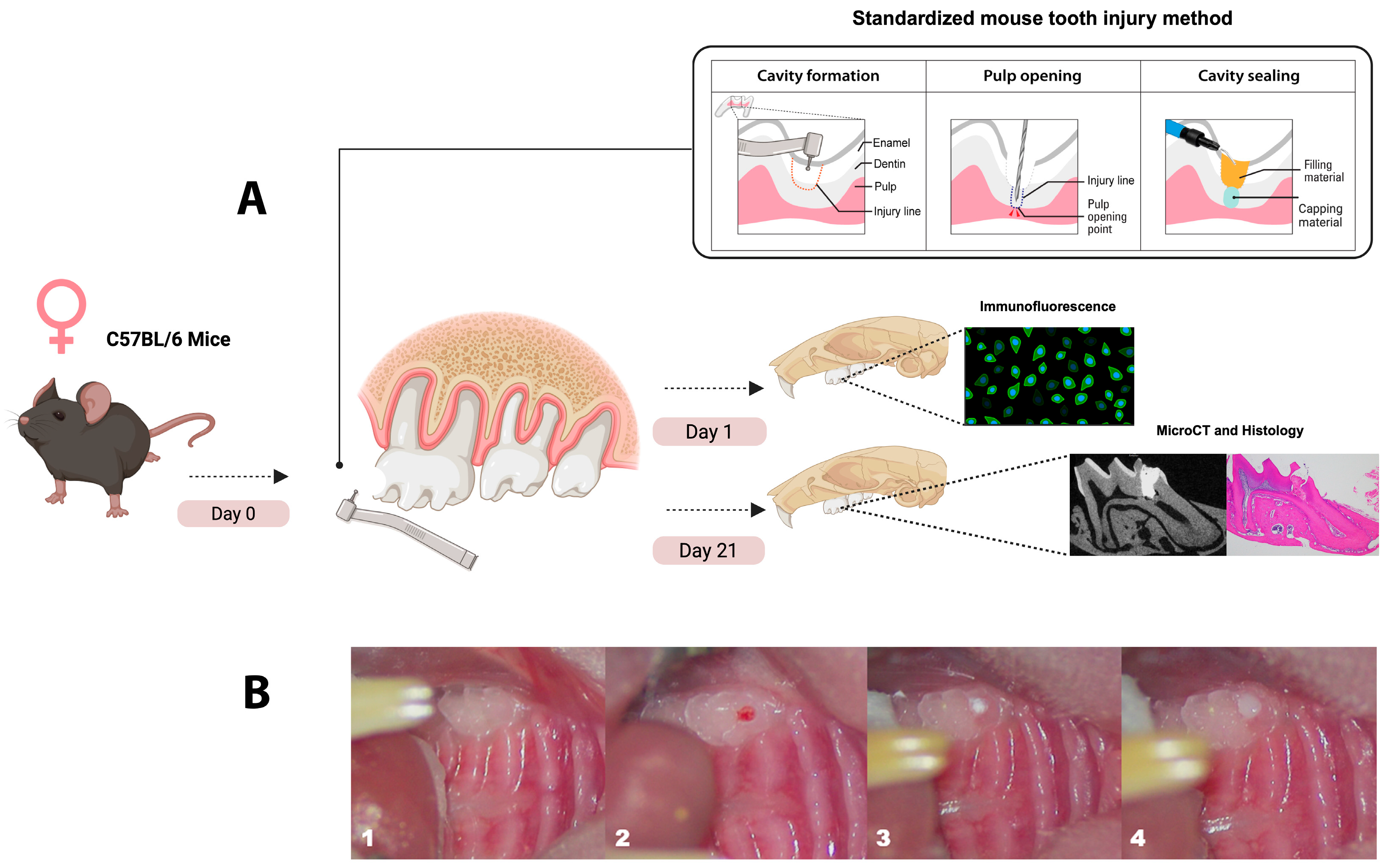 Applsci 15 10639 g001