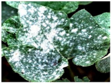 Applsci 15 10668 i002 Applsci 15 10668 i002